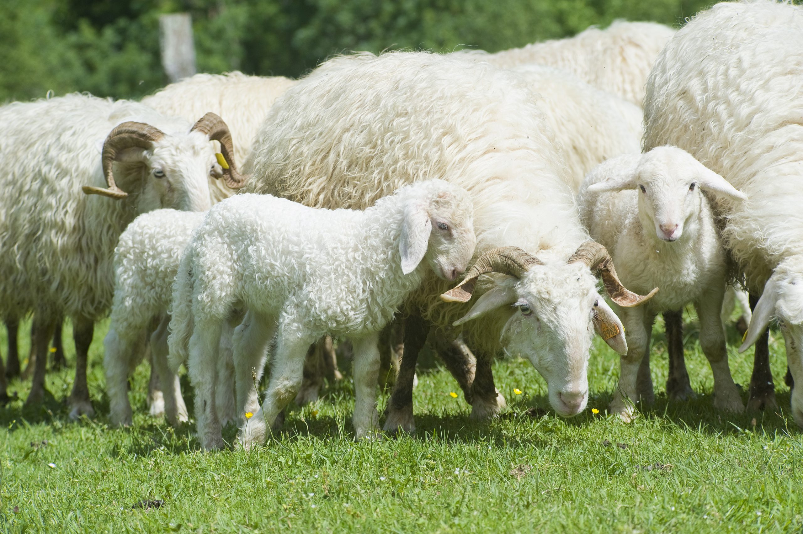 Agneau de lait des Pyrénées