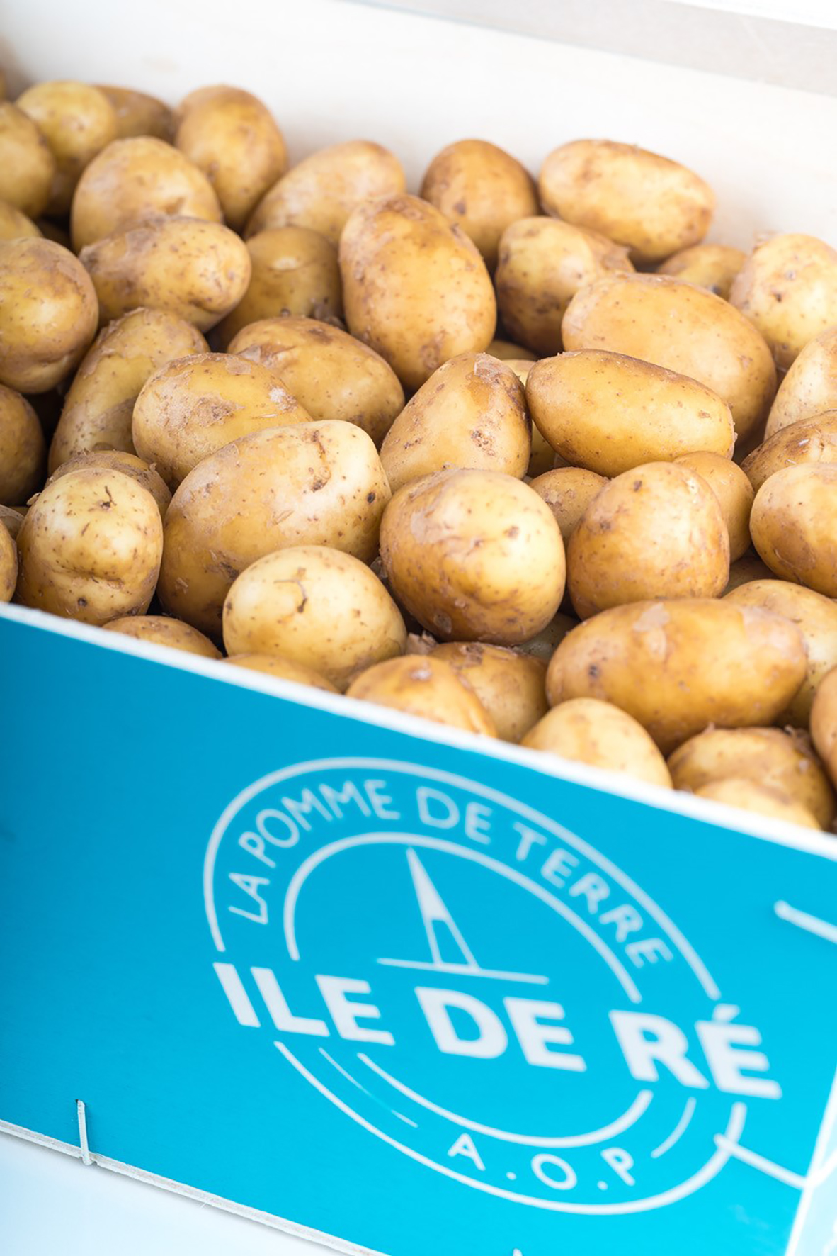 Pomme de terre de l’île de Ré