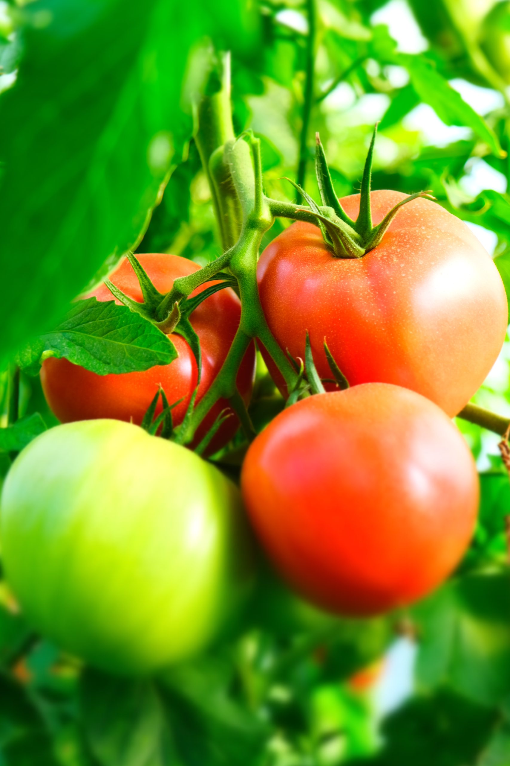 Tomate de Marmande