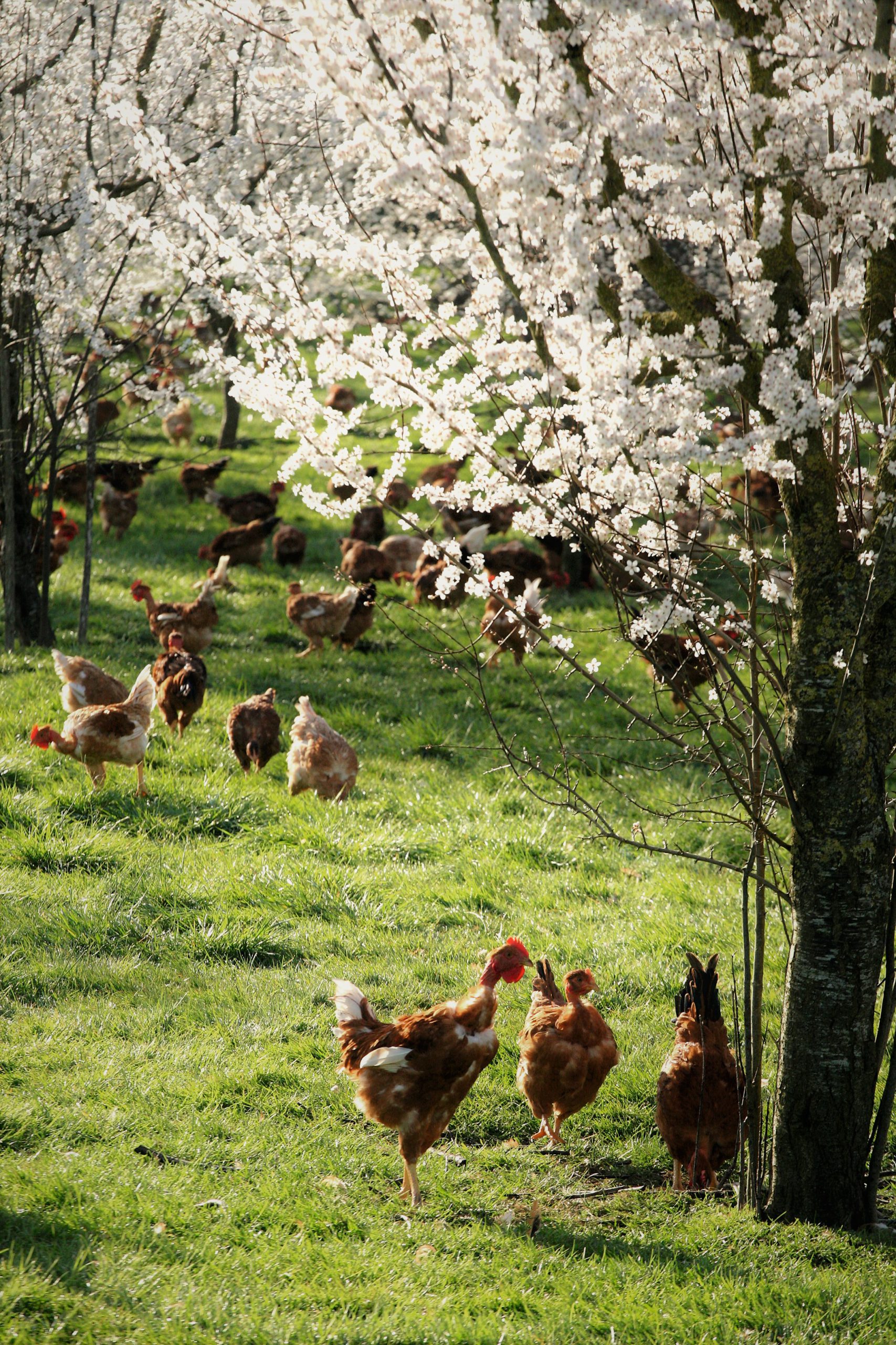 Poulet fermier élevé en plein air