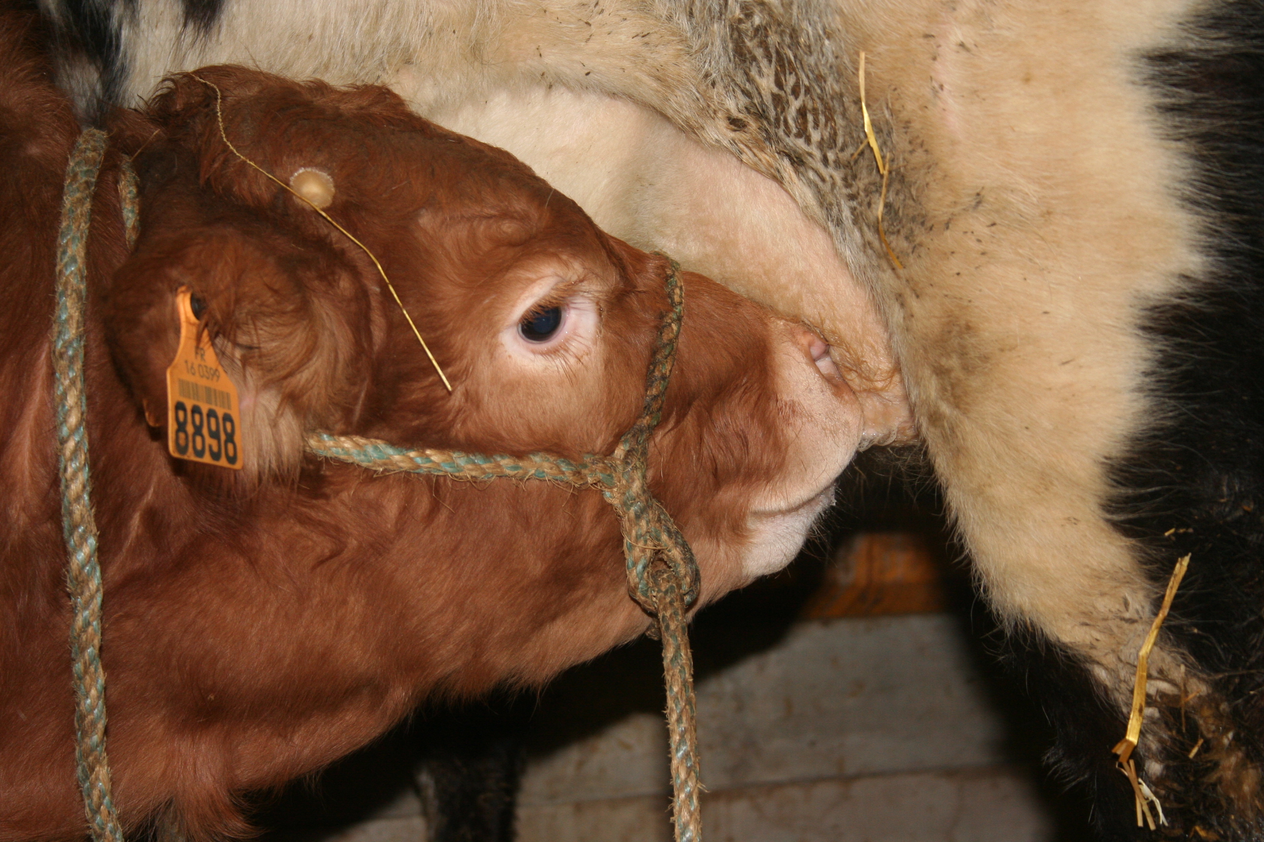 Veau de Chalais